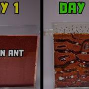 I Raised A Mail Order Ant Colony From 1 To 1 000 Ants