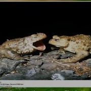 Video 4 Evolution Of Behavior