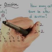 Cellular Division Visualizing Algebra