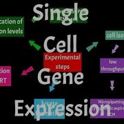 Single Cell Gene Expression Single Cell Transcriptomics