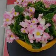 Spring Trials 2016 Sprint Plus Begonia