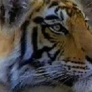 Microsoft Dangerous Creatures CD ROM 1994 Tigers
