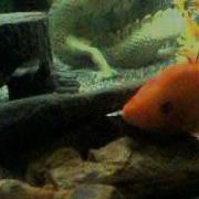 Red Devil Cichlid Spawning Eggs