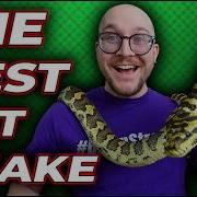 THIS Is The Best Pet Snake Carpet Pythons