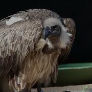 VFX Reference Groom And Feathers Vulture Reference