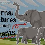 External Structures Of Animals Elephants