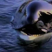 Free Willy Ruf Der Freiheit Michael Jackson Will You Be There YouTube Flv