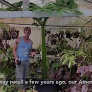 How To Grow An Amorphophallus Titanum Corpse Flower