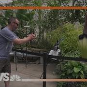 Corpse Flower Is A Celebrity As Crowds Wait For A Smell And Photo