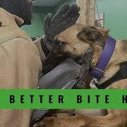 How To Make Your Dog Bite Hard Grassroots K9