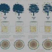 How Emerald Ash Borer Kills A Tree