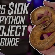 10K Ball Python Breeding Guide 2025 Edition Ballpython Snake Reptiles
