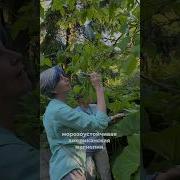 Самая морозоустойчивая американская магнолия заострённая