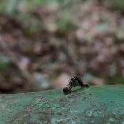 尺蠖走路超可愛的 Inchworm Measuring Worm Walking