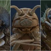 Amazing Electron Microscope Images