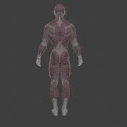 Human Anatomy Turntable Wireframe