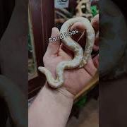 5 BEST FIRST PET SNAKES Snakes Petsnake Bestsnake