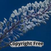 Time Lapse Video Of Flower Blooming Copyright Free Stock Video 1080 Full HD