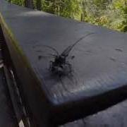 Bugzilla Attacks