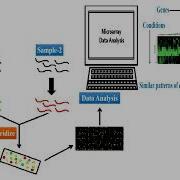 Principle And Types Of Microarrays Technology