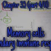 Memory Cells Secondary Immune Response Chapter 35 Part 4 Guyton And Hall Text Book Of Physiology