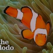 The Amazing Life Cycle Of A Clownfish The Dodo