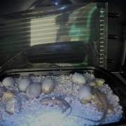 Time Lapse Baby Hatching