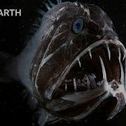 Самые странные обитатели океана BBC Earth