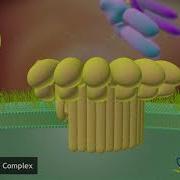 Assembly Of The Membrane Attack Complex