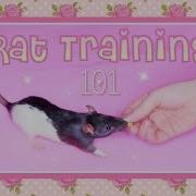 Rat Training 101 Basic Tricks