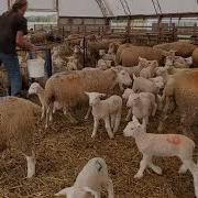 Sheep Farming The Fall Lambs