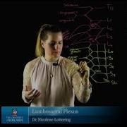 Lumbosacral Plexus Peripheral Nerves Of The Lower Limb