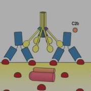 The Complement System HD Animation