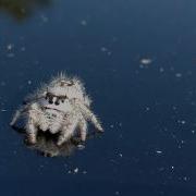 A Very Friendly Spider
