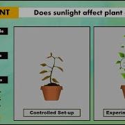 Independent Dependent And Controlled Variables In Controlled And Experimental Set Up