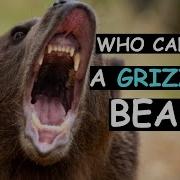 6 Animals That Could Defeat A Grizzly Bear