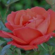 Video Of Flower Blooming Free Stock Video 4k Video 8k With Music