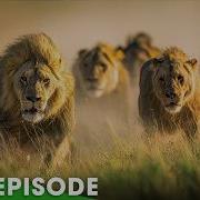 World S Deadliest Of Lions FULL EPISODE Nature Animal Documentary