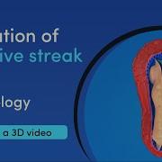 How Is The Primitive Streak Formed Best 3D Medical Learning App MediMagic