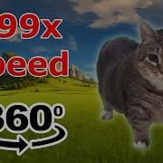 Oiiaoiia Cat Original Vs 999x Speed Spinning Cat Meme 360º