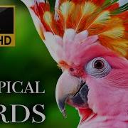 Tropical Birds With Names And Sounds In 4K Scenic Relaxation Film