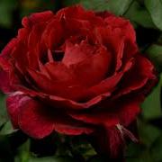 Blooming Red Rose 4K Time Lapse Film