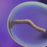 How Ebola Virus Infects A Cell