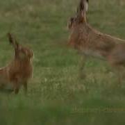 Mad March Hares Boxing Male Chases Female