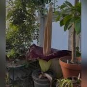 Редкие цветы трупного цветка распускаются в колледже Маунт Холиок