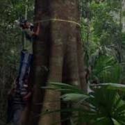 GS2E Always Higher Estimating Forest Carbon Stock