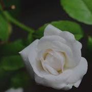 Time Lapse Of White Rose