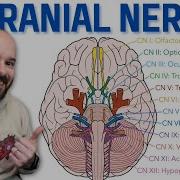 12 Cranial Nerves
