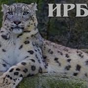 Ирбис Снежный Барс Интересные факты про ирбиса