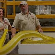 GIANT ANGRY SNAKE LAID EGGS